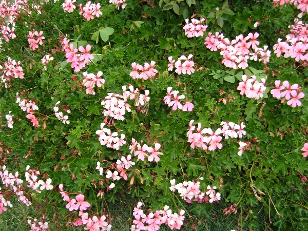 Pelargonium peltatum / Pelargonium peltatum