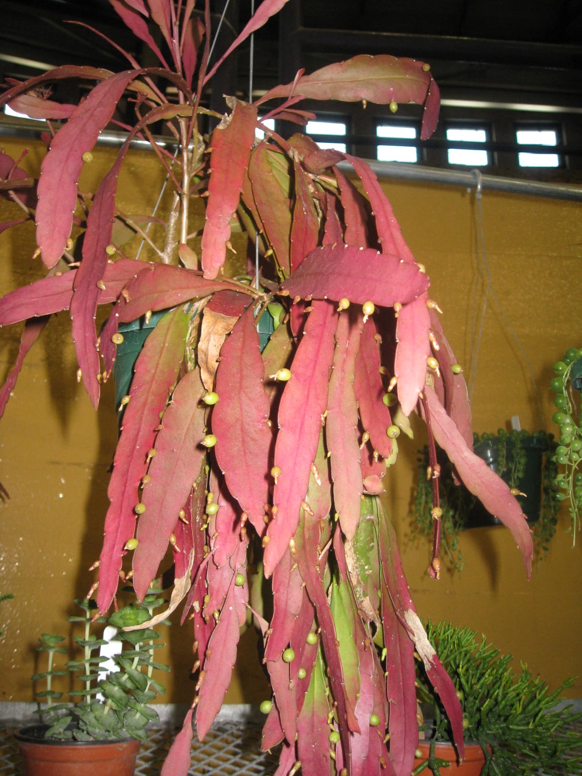 Pseudorhipsalis ramulosa 'Devil's Tongue' / Red Rhaphis Ramulosa