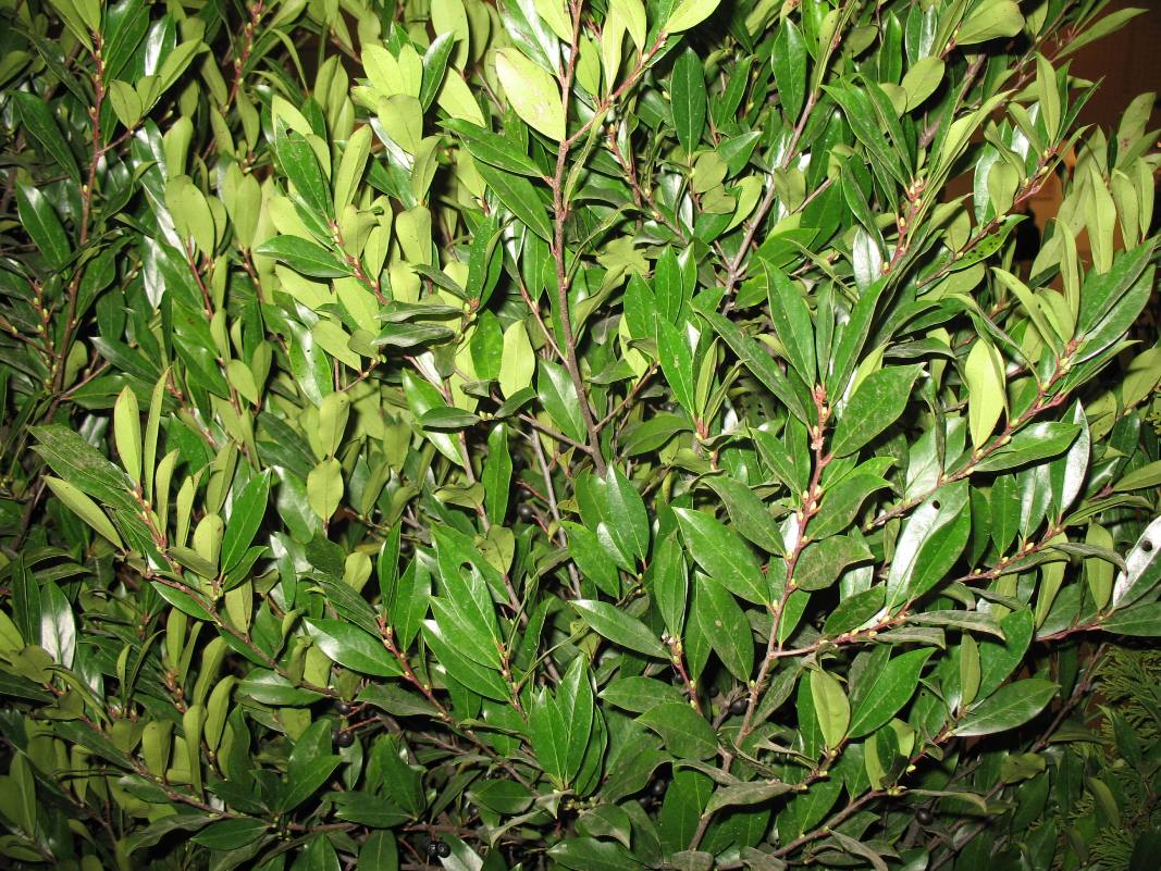 Prunus caroliniana 'Bright 'N Tight'   / 'Bright N Tight' Cherry Laurel