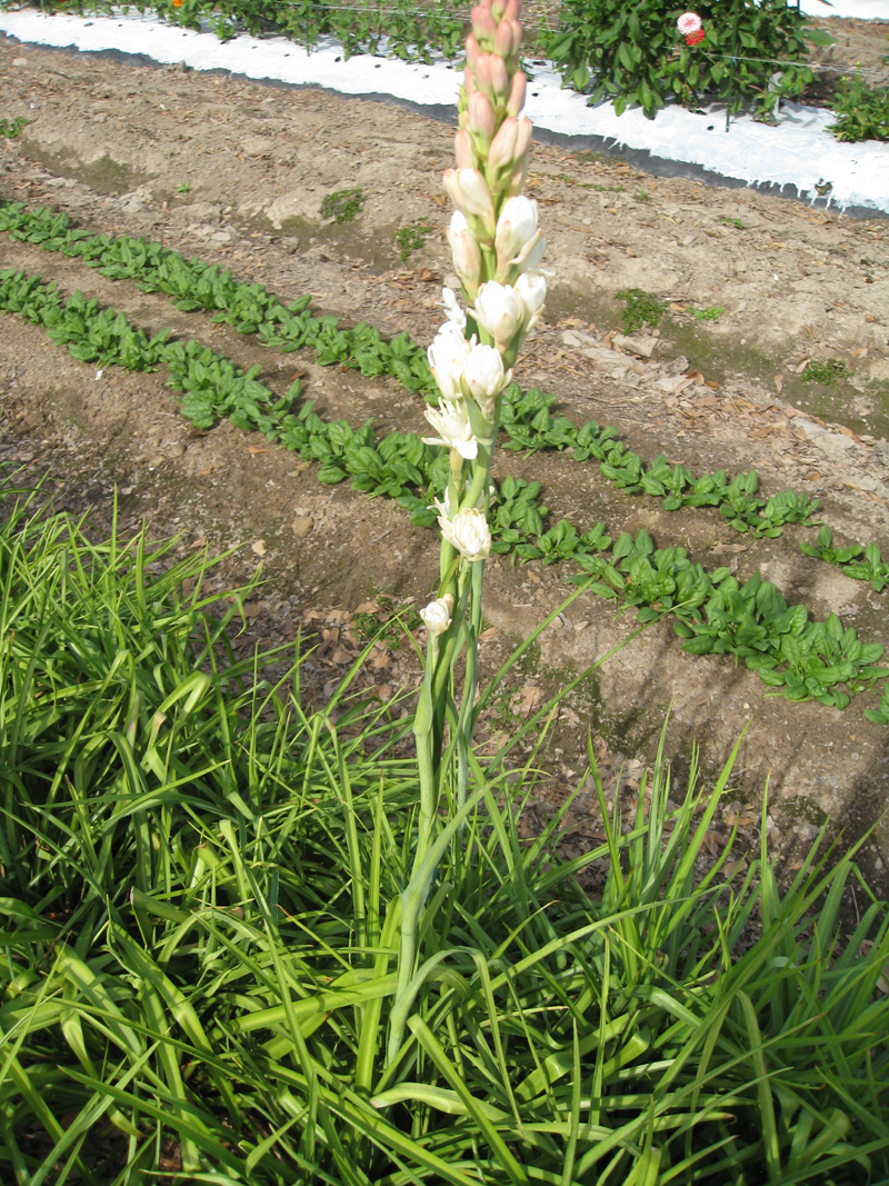 Polianthes tuberosa / Tuberose