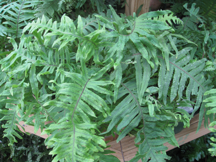 Polypodium formosanum 'Cristatum' / E. T. Fern, Frog Foot Fern