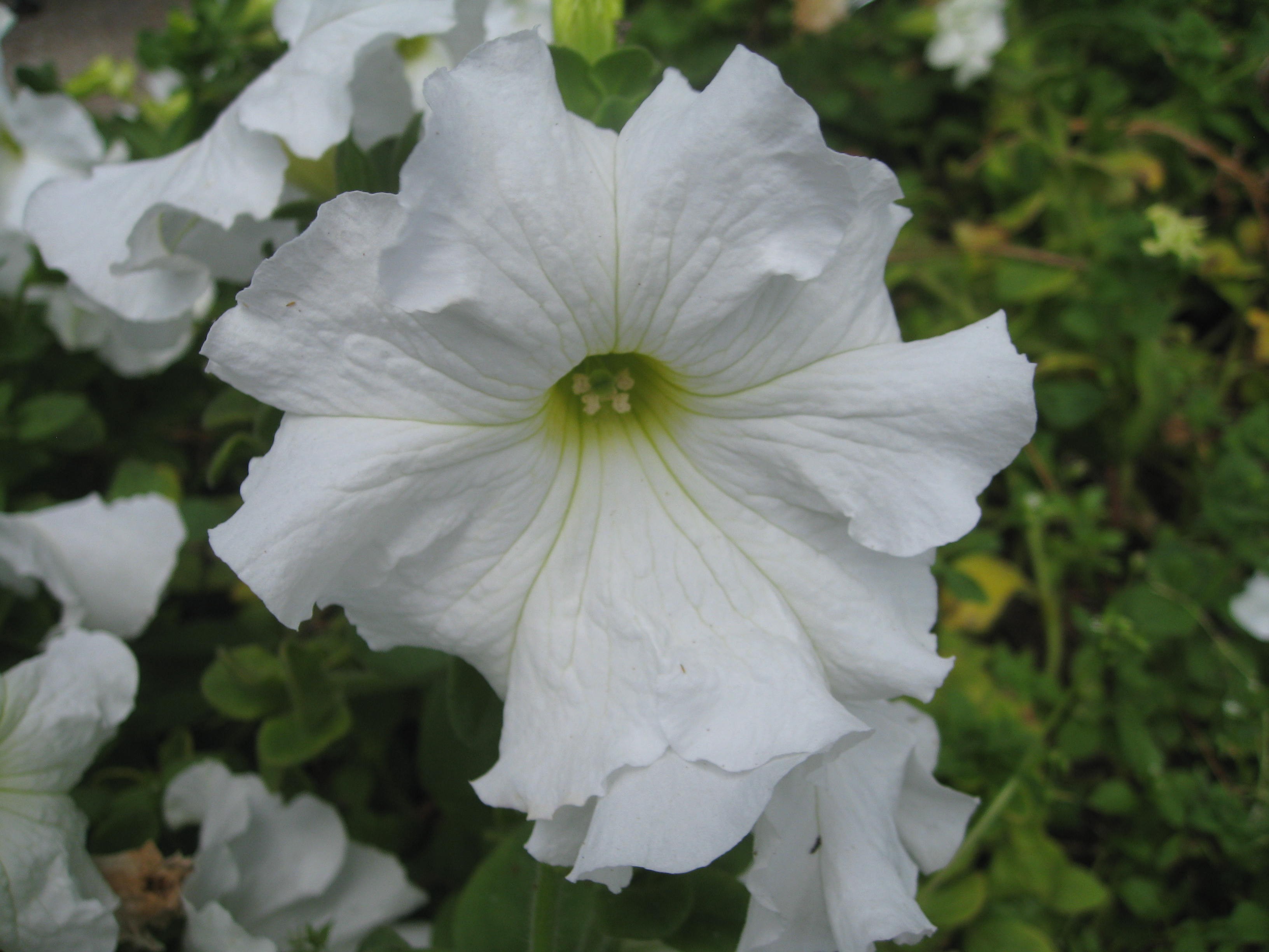 Petunia hybrida 'Dreams' Series / Petunia hybrida 'Dreams' Series