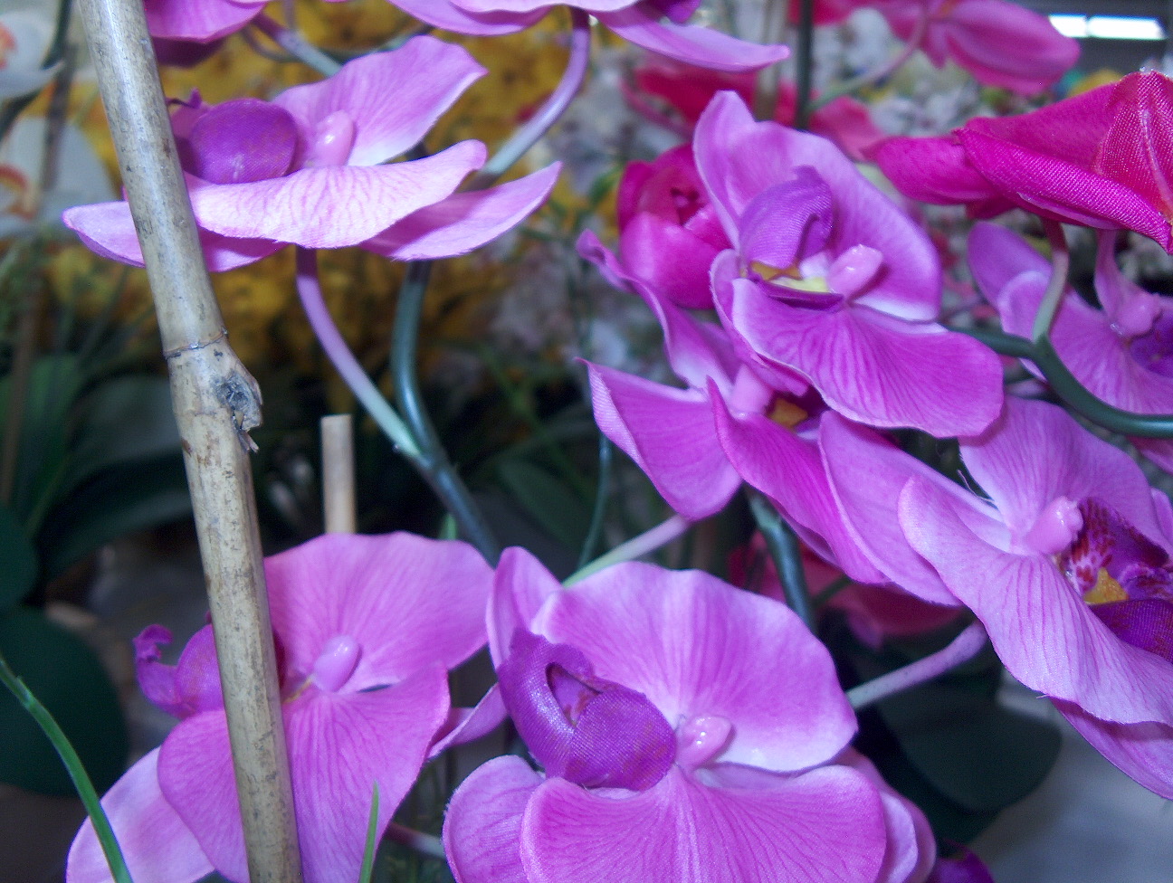 Phalaenopsis hybrids / Phalaenopsis hybrids