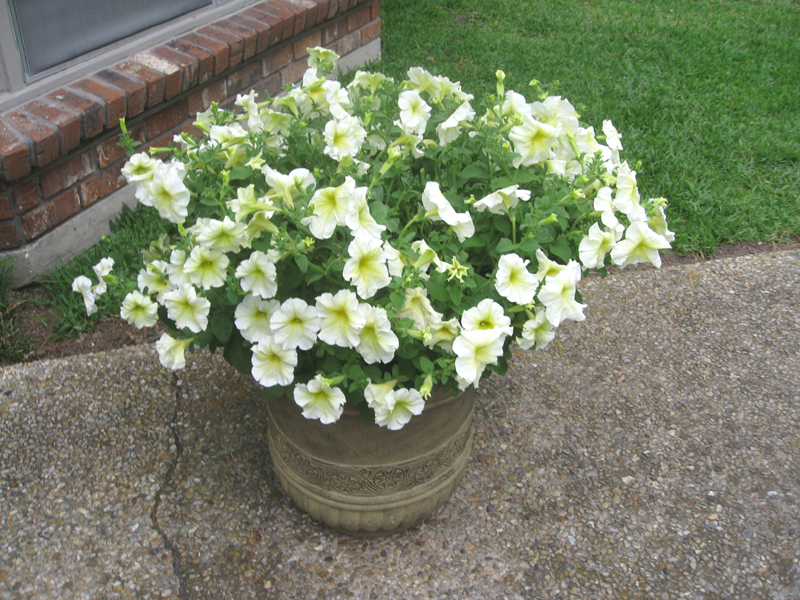 Petunia species 2 / Petunia species 2