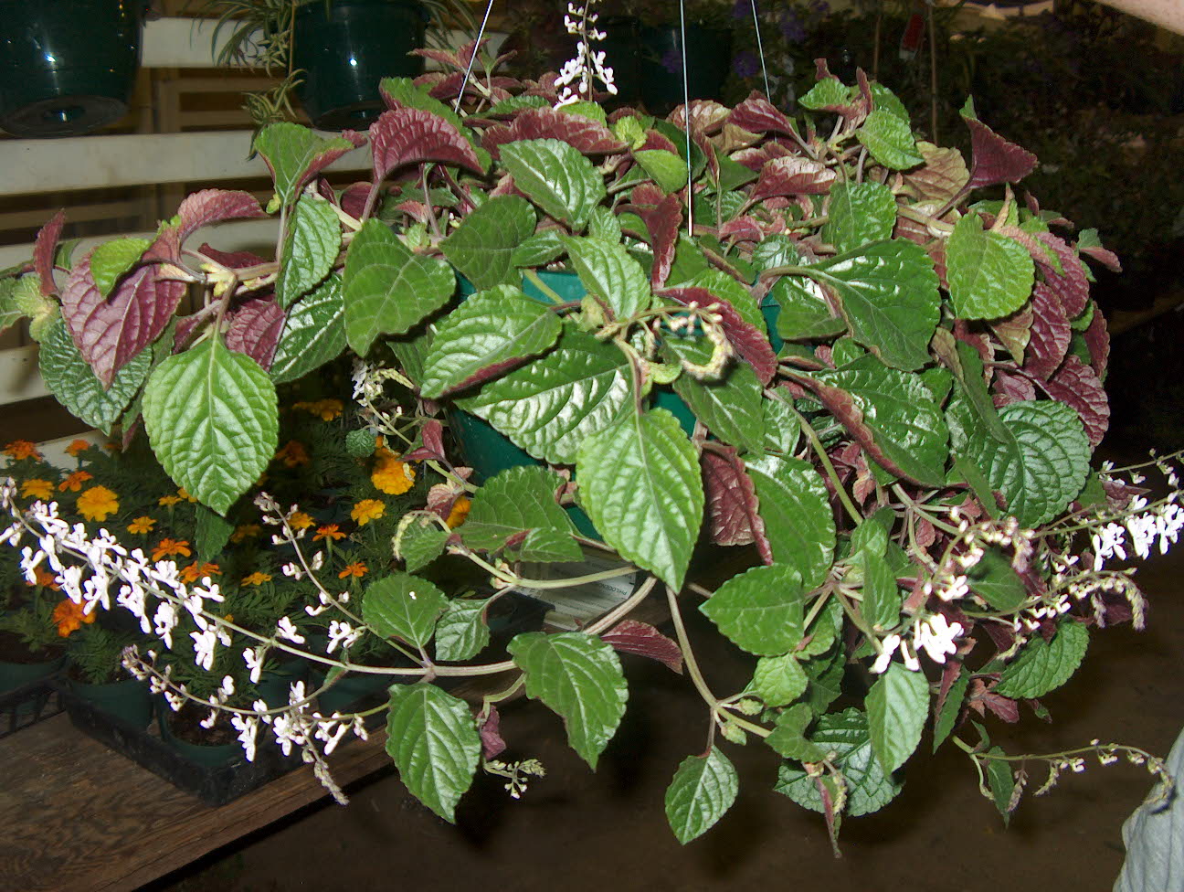 Plectranthus ciliatus / Plectranthus, Swedeish Ivy