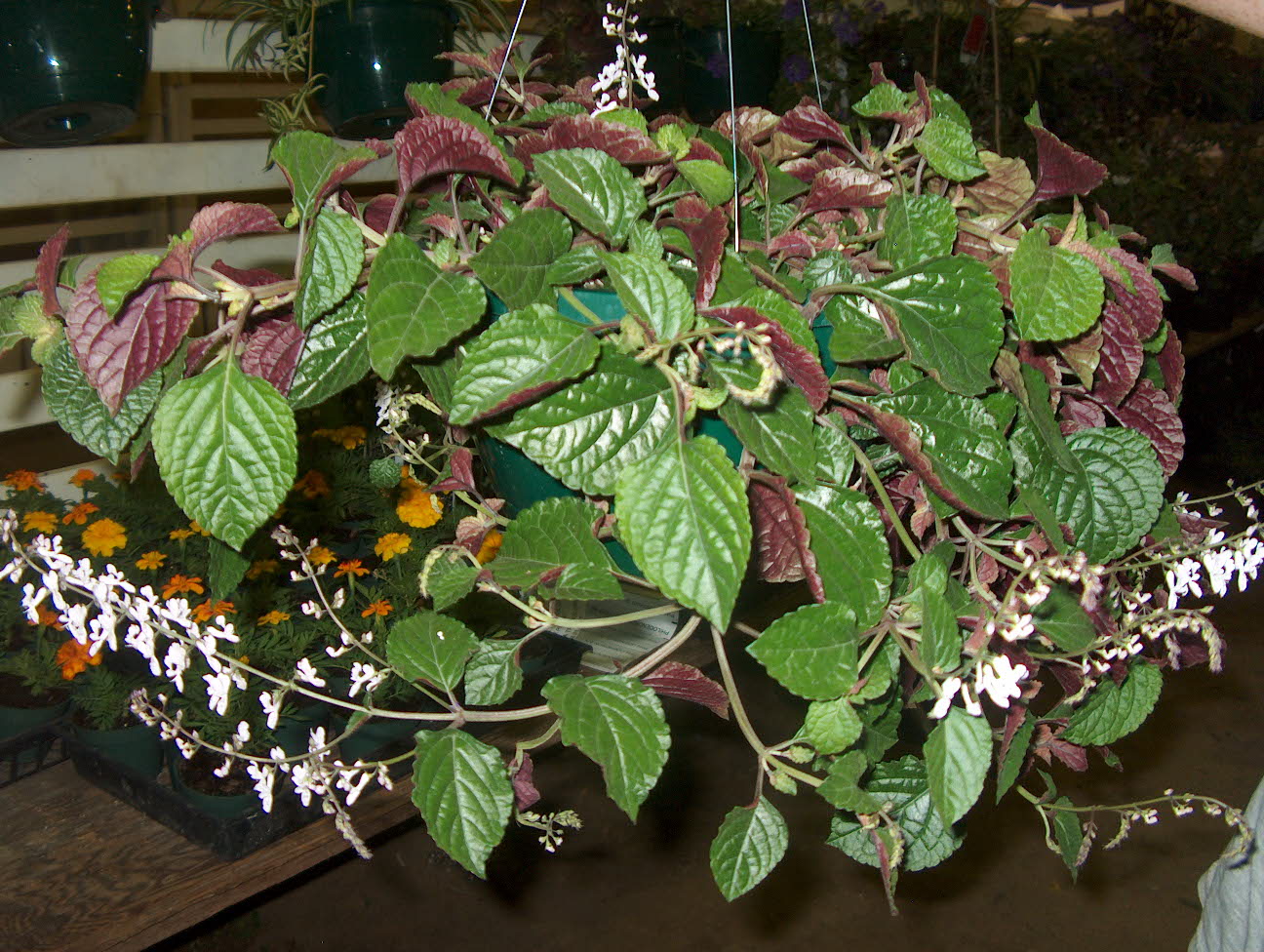 Plectranthus ciliatus / Plectranthus ciliatus