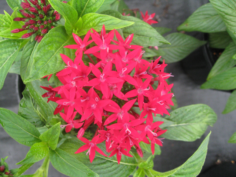 Pentas lanceolata hybrids / Dwarf Hybrid Pentas