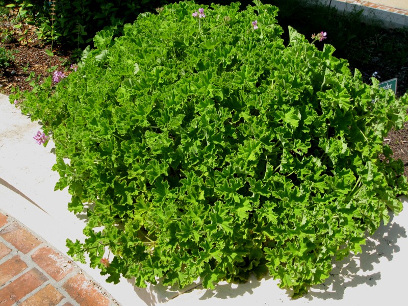 Pelargonium species / Scented Geraniums