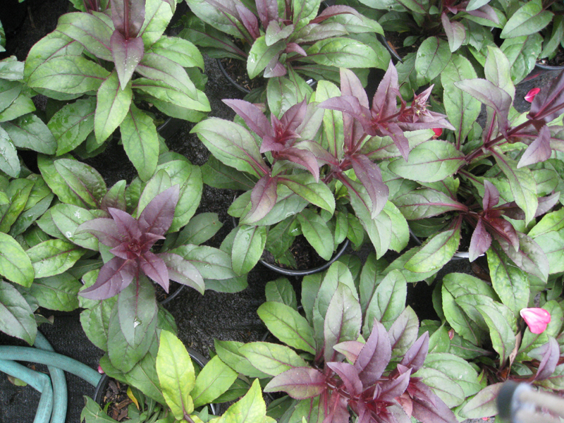 Penstemon digitalis 'Husker Red' / Tall White Beard-tongue