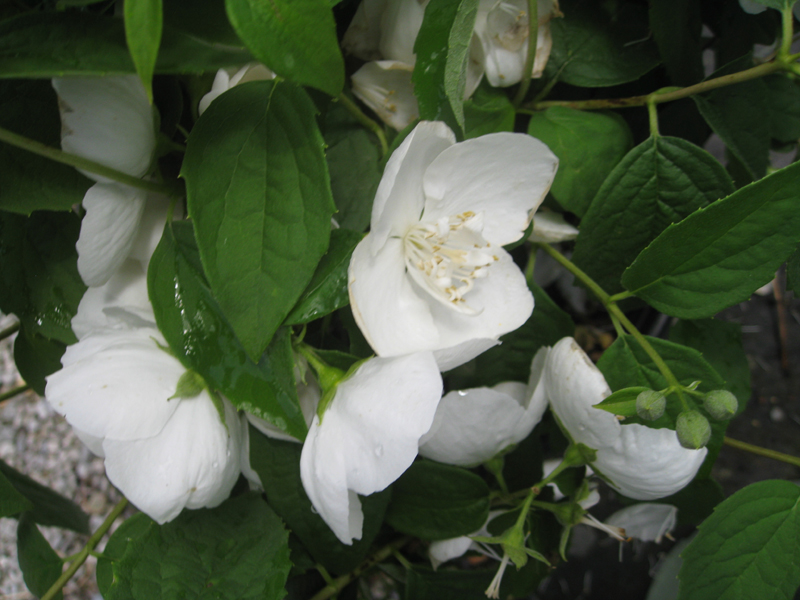 Philadelphus coronarius 'Snow White Sensation' / Philadelphus coronarius 'Snow White Sensation'