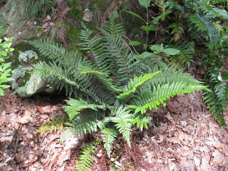 Polystichum polyblepharum  / Tassel Fern