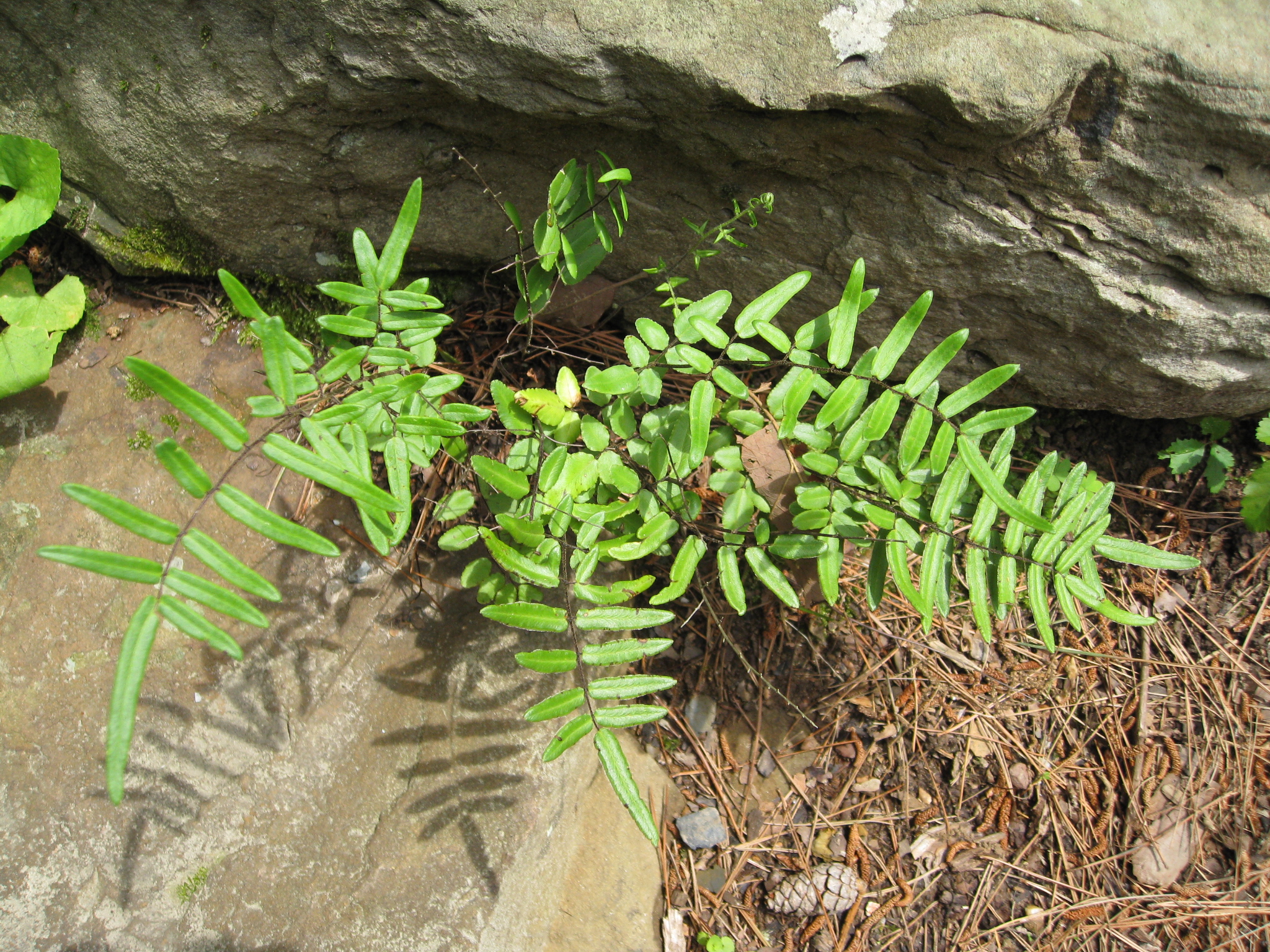 Pellaea atropurpurea   / Purple-stemmed Cliffbrake