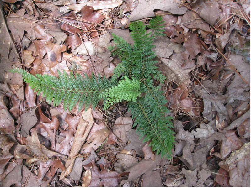 Polystichum setiferum  / Polystichum setiferum 