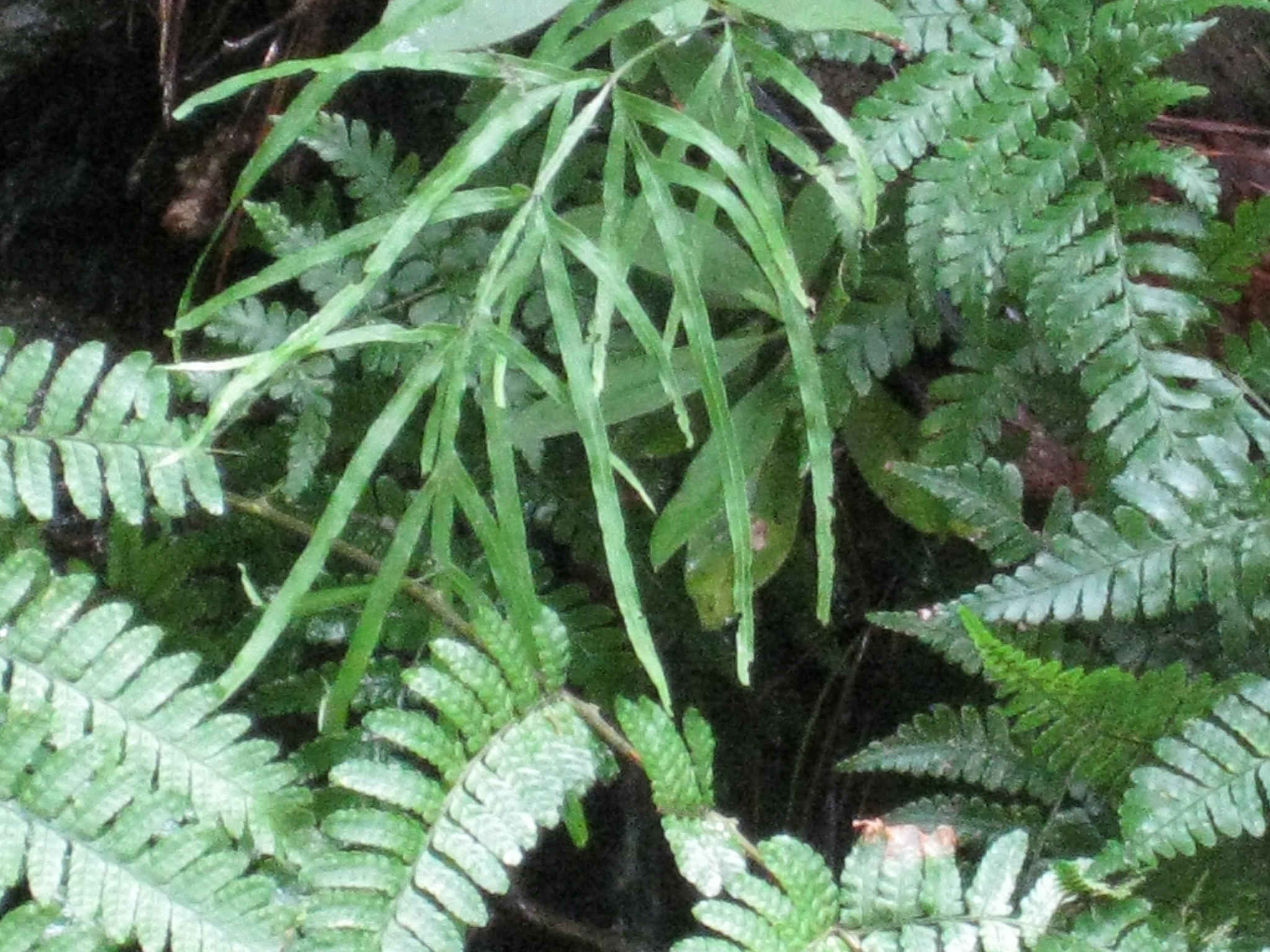 Pteris multifida / Spider Brake or Spider Fern