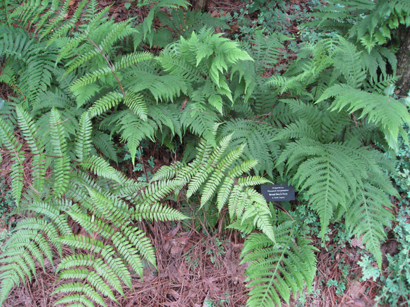 Phegopteris hexagonoptera / Broad Beech Fern