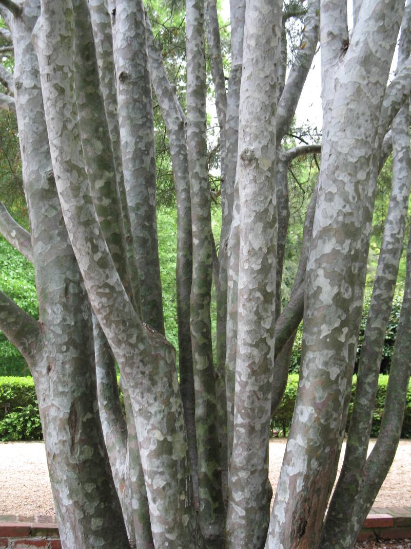 Pinus bungeana   / Lacebark Pine