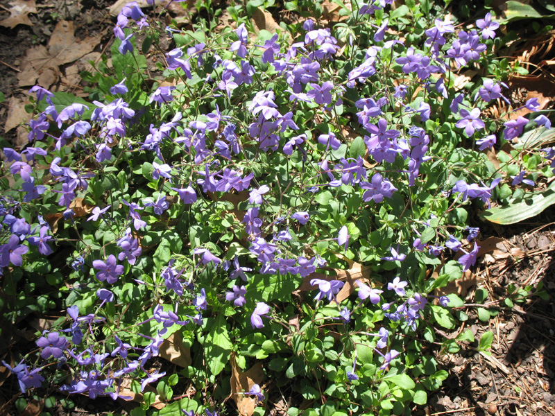 Phlox stolonifera 'Sherwood Purple' / 'Sherwood Purple Creeping Phlox