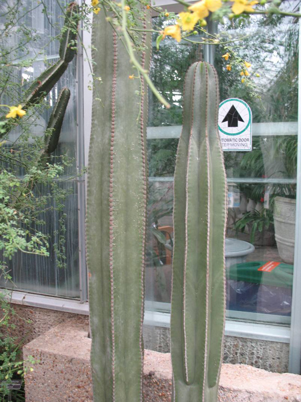 Pachycereus marginatus / Organ Pipe Cactus