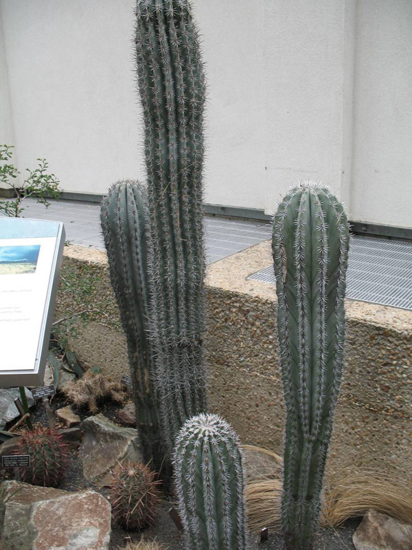 Pachycereus pringlei     / Giant Mexican Cereus