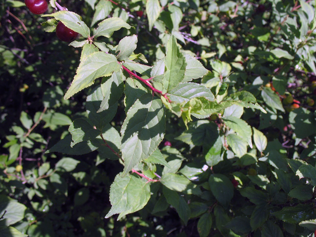 Prunus jacquemontii / Prunus jacquemontii