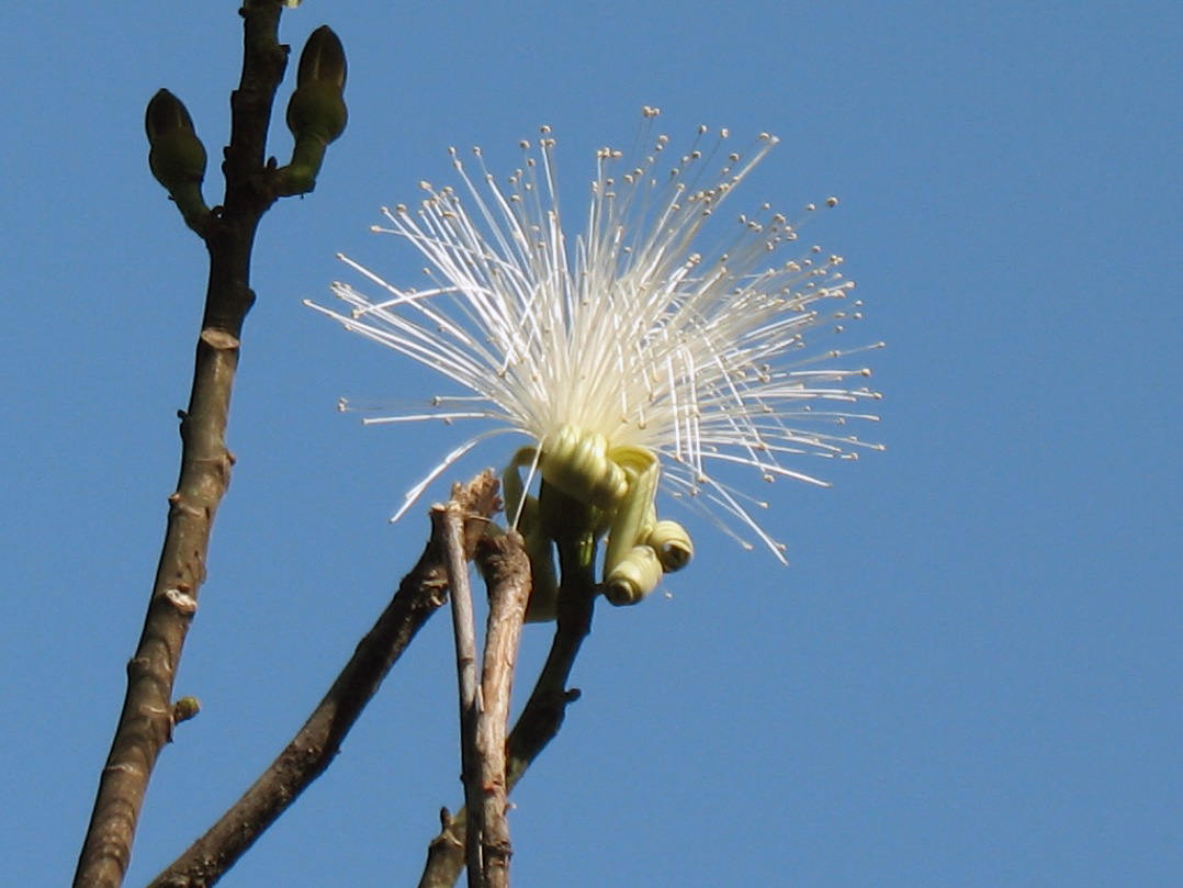 Pseudobombax ellipticum   / Shaving-Brush Tree