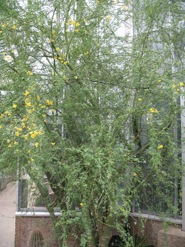 Parkinsonia florida   / Blue Palo Verde