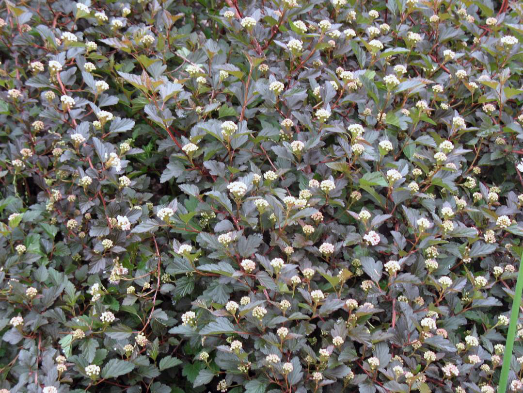 Physocarpus opulifolius  'Summer Wine'   / Summer Wine Ninebark