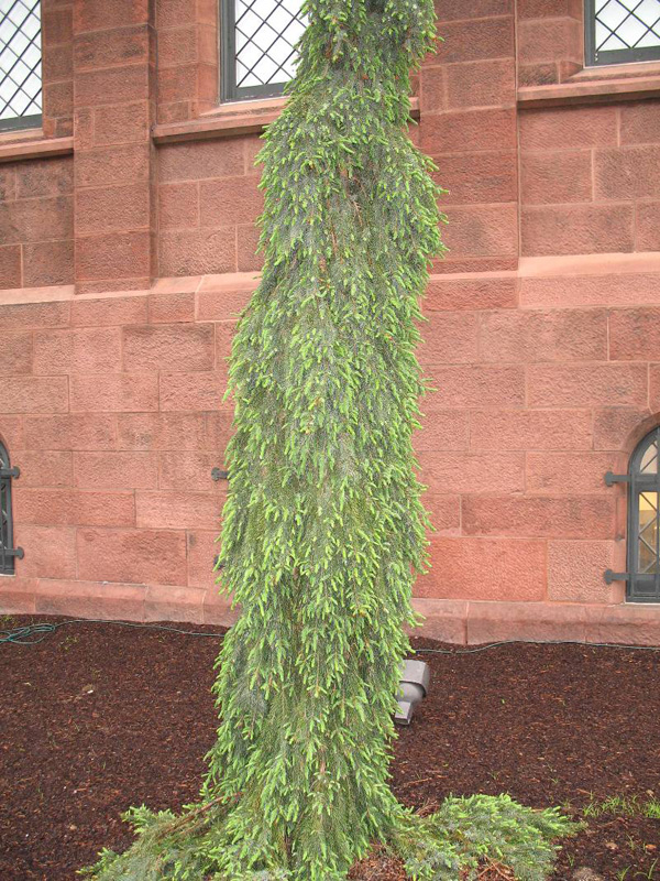 Picea omorika 'Pendula Bruns'   / Weeping Serbian Spruce