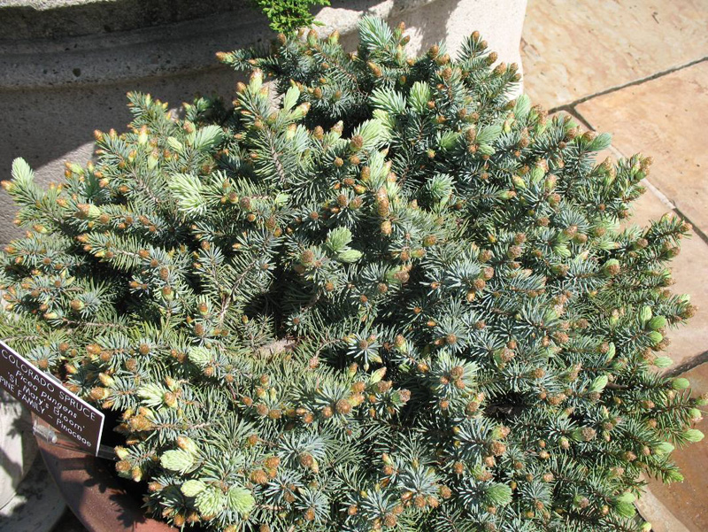 Picea pungens 'St. Mary's Broom / Picea pungens 'St. Mary's Broom
