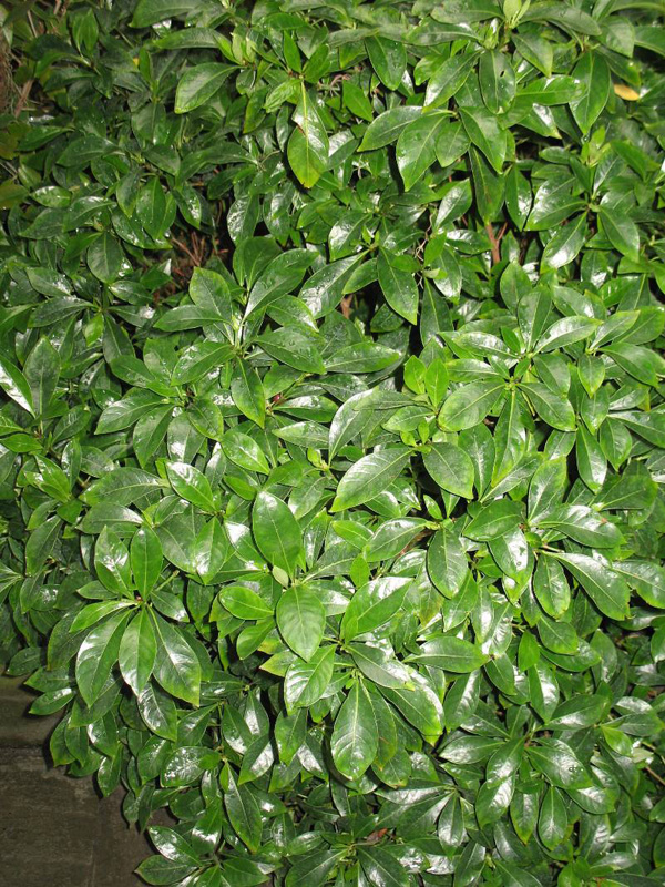 Psychotria ligustrifolia   / Psychotria ligustrifolia  