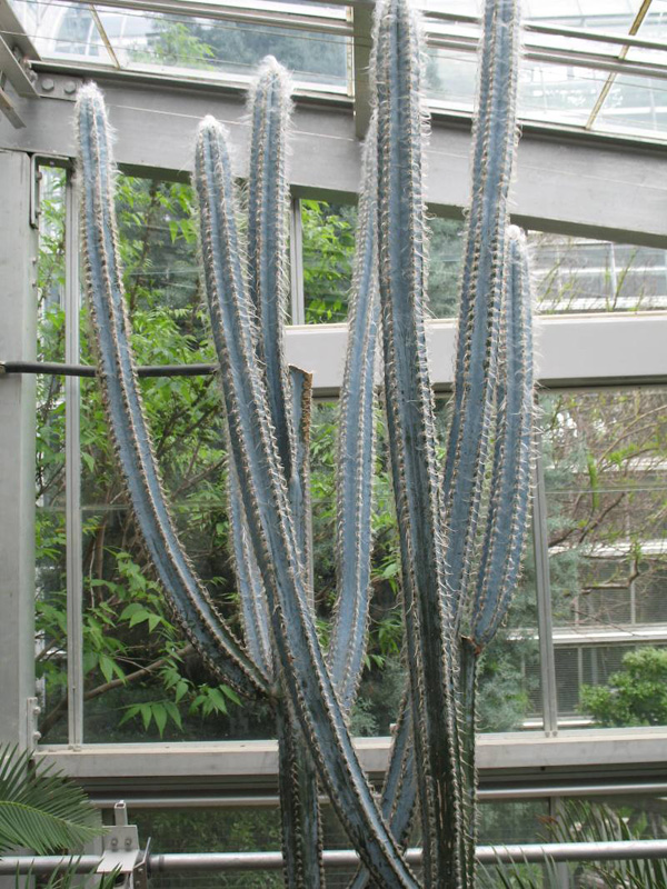 Pilosocereus fulvilanatus  / 