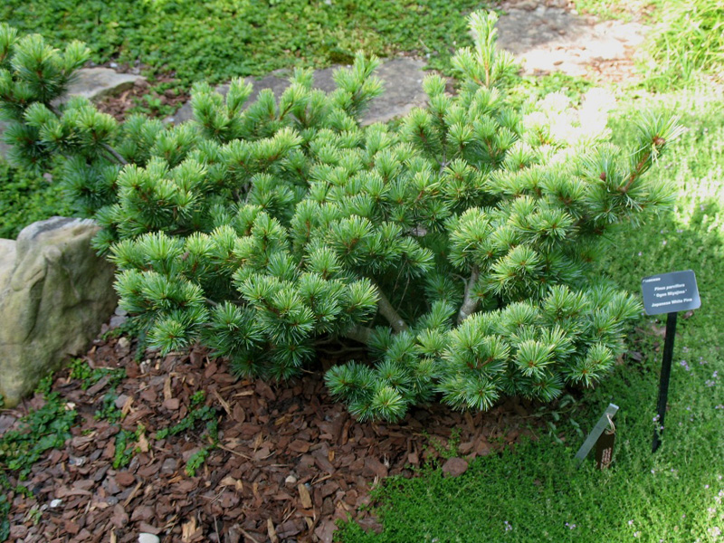 Pinus Parvifolia 'Ogon Miyajima'   / Japanese White Pine