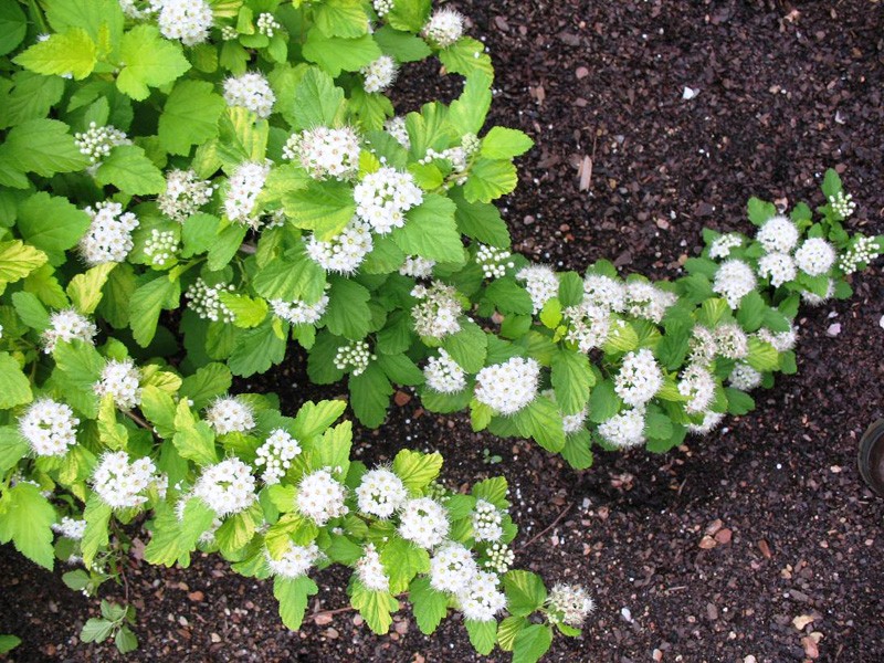 Physocarpus opulifolius 'Dart's Gold' / Dart's Gold Ninesbark