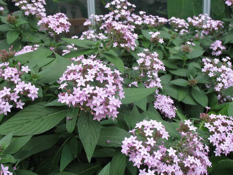 Pentas 'Butterfly Deep Pink' / Butterfly Deep Pink Penta