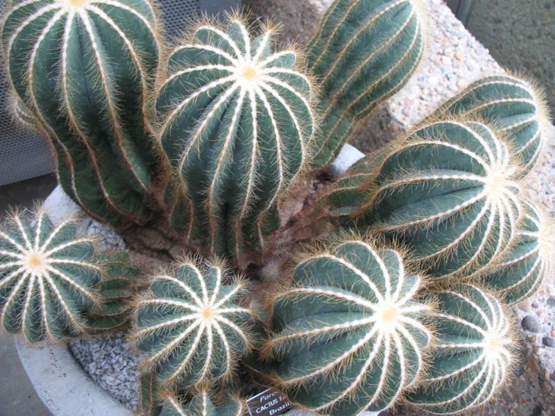 Parodia magnifica / Ball Cactus, Balloon Cactus