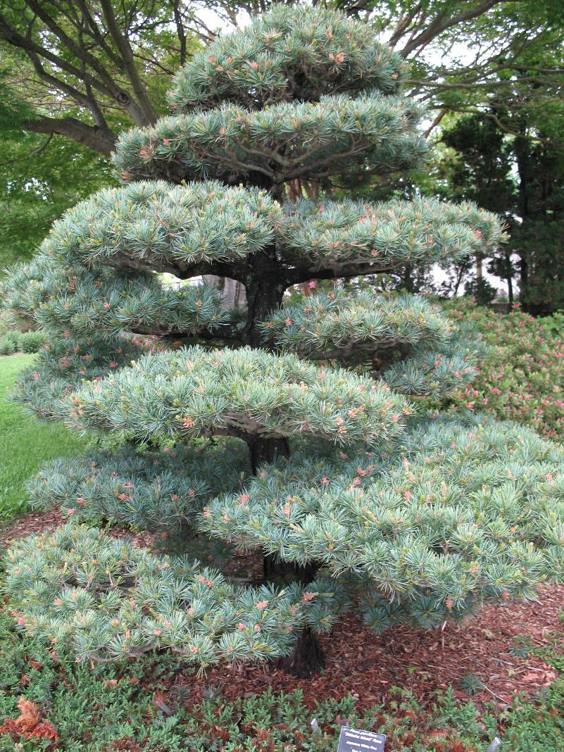 Pinus parviflora 'Shikoku Island'  / Japanese White Pine