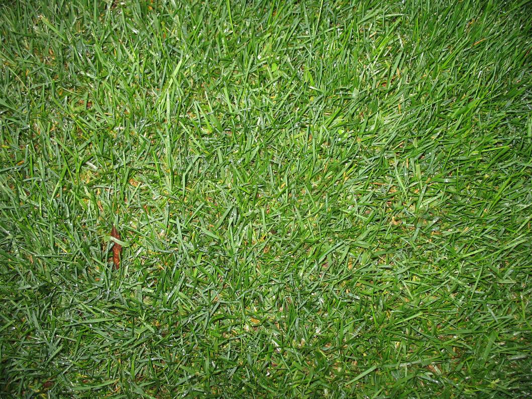 Poa pratensis / Kentucky Bluegrass