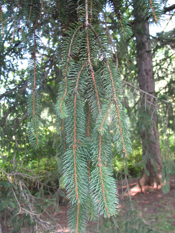 Picea abies / Norway Spruce