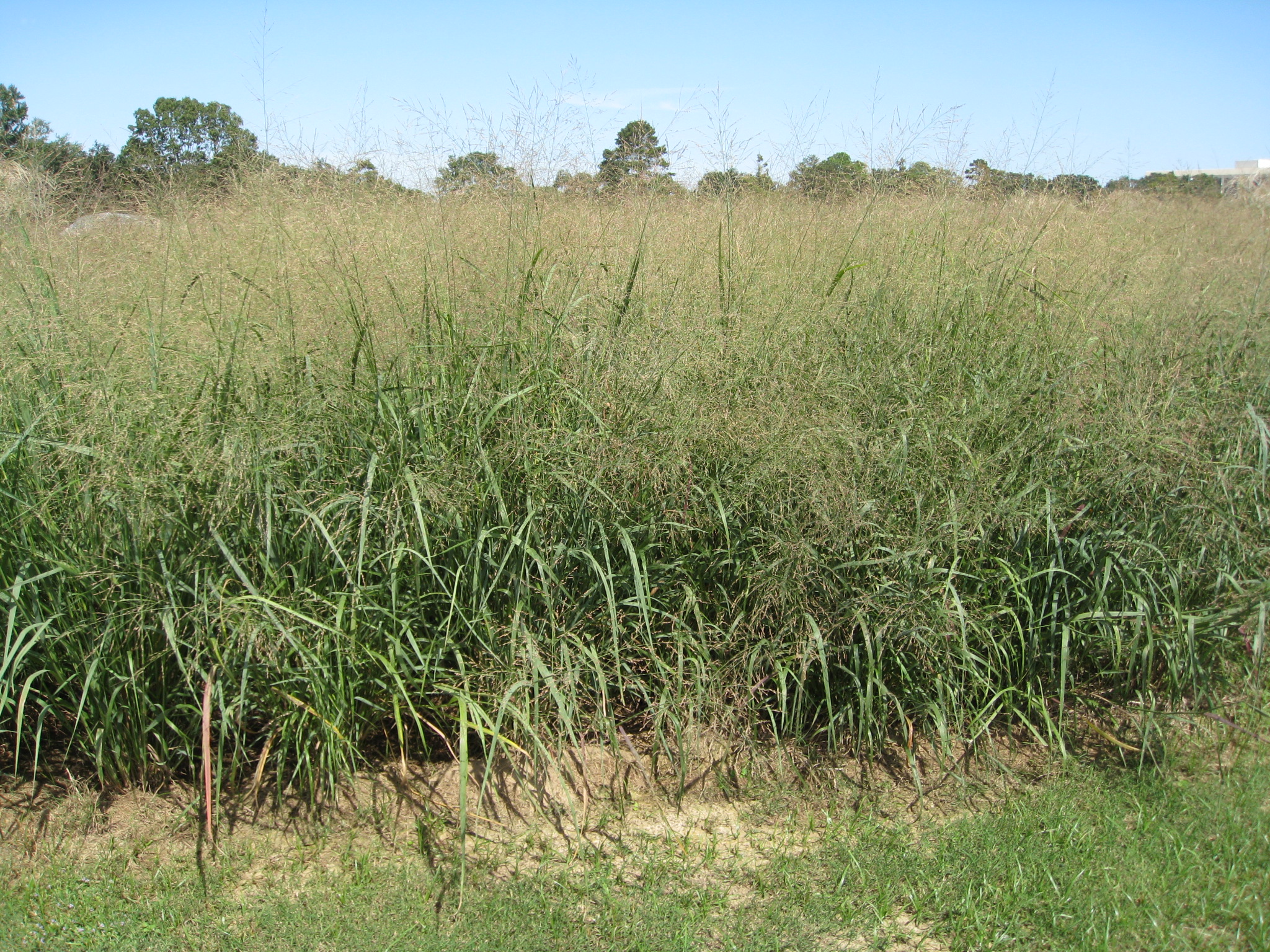 Panicum virgatum, / Switchgrass