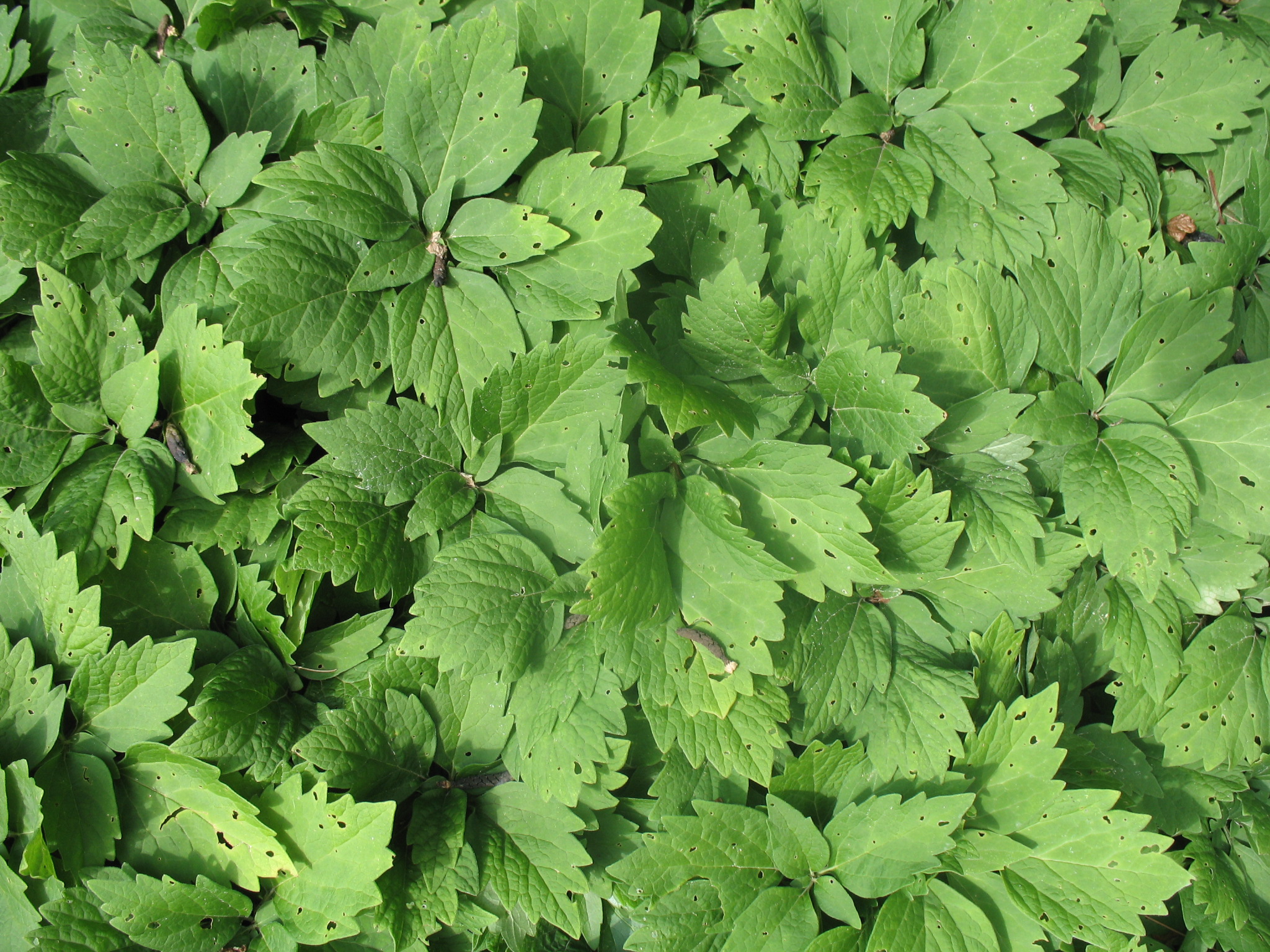 Pachysandra procumbens / Allegheny spurge, Pachysandra