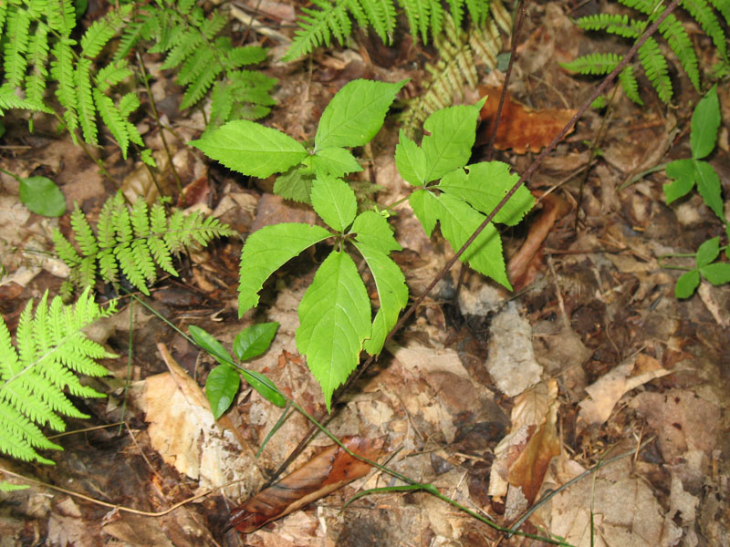 Panax quinquefolius   / American Ginseng, Ginseng