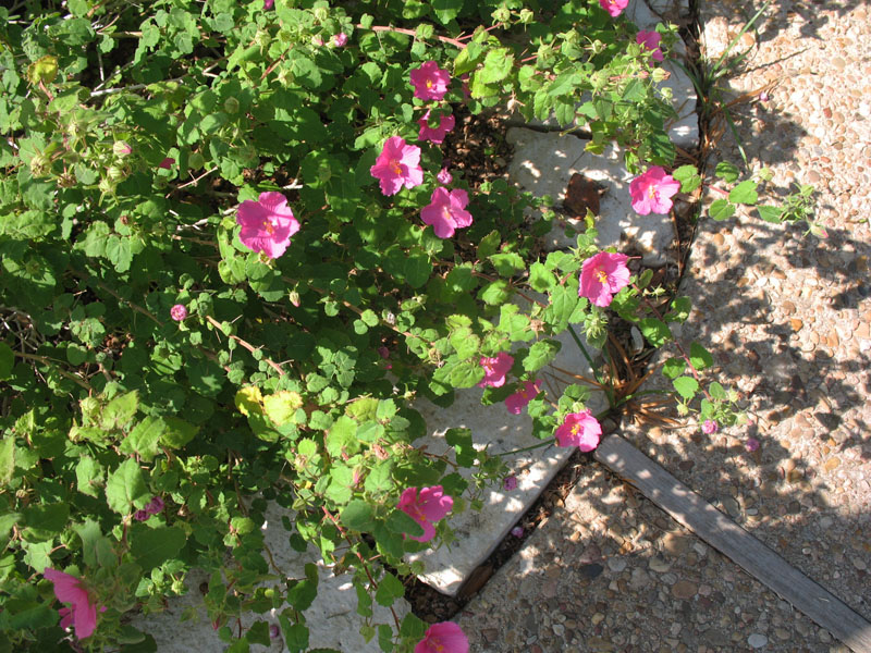 Pavonia lasiopetal   / Texas Swampmallow, Rock Rose