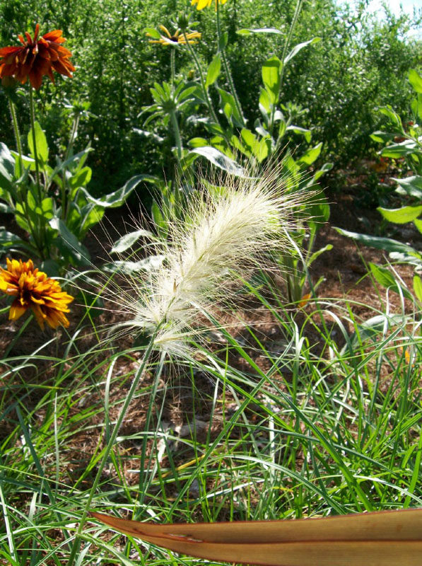 Pennisetum villosum / Feathertop Grass