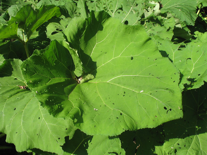 Petasites japonicus var. Giganteus   / Petasites japonicus var. Giganteus  