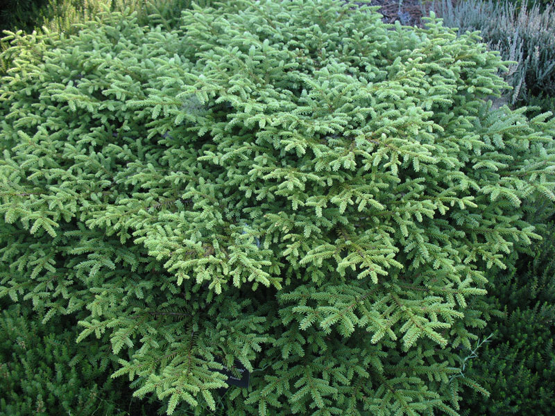 Picea abies 'Nidiformis' / Bird's Nest Spruce