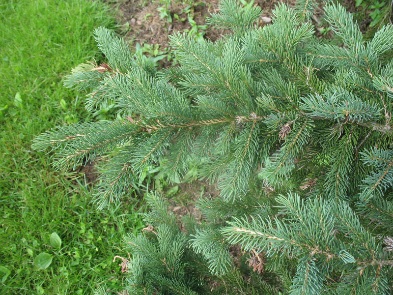 Picea glauca 'Densata'  / Picea glauca 'Densata' 