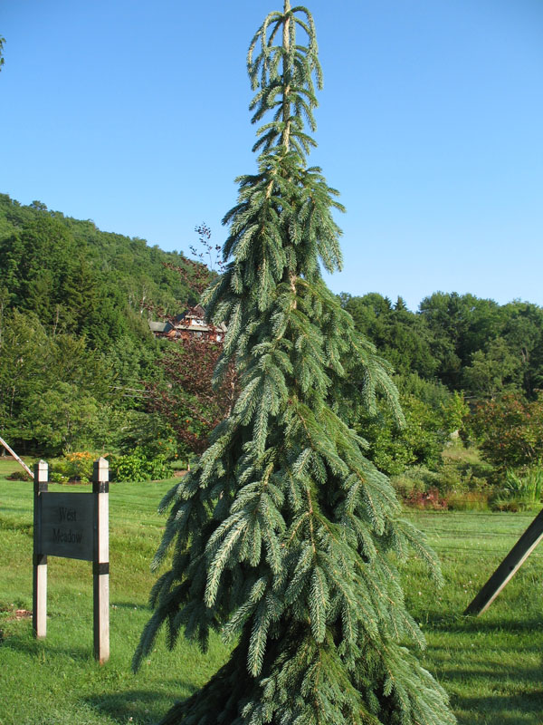 Picea glauca 'Pendula' / Weeping White Spruce