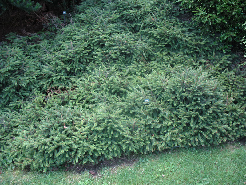 Picea abies 'Pumila'   / Dwarf Norway Spruce