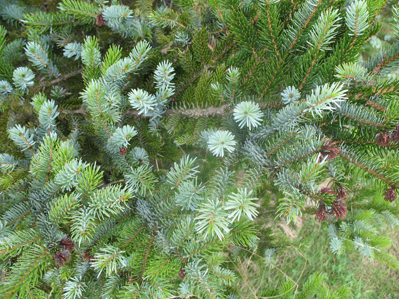 Picea jezoensis var. hondoensis   / Picea jezoensis var. hondoensis  