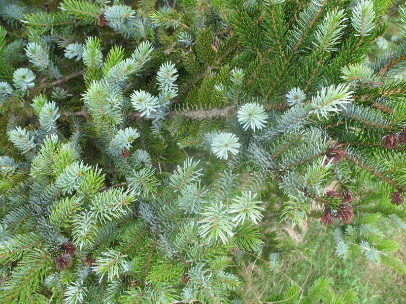Picea jezoensis var. hondoensis   / Picea jezoensis var. hondoensis  